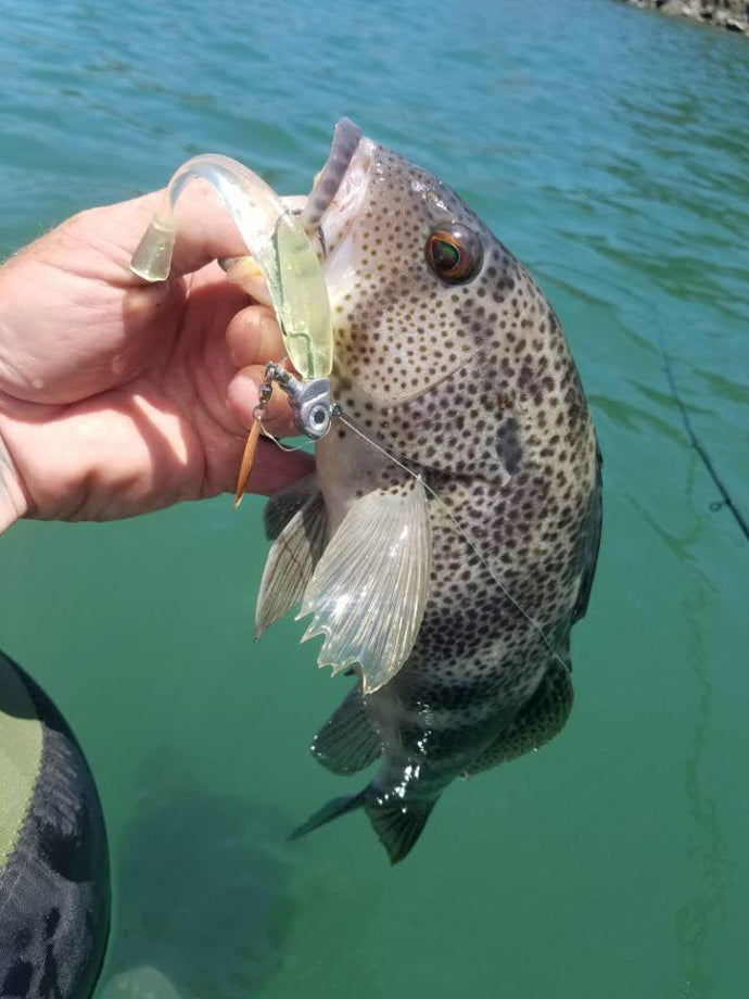 The Coolbaits Lure Co. WEEDLESS "Down Under" Underspin Lure is Here!
